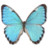 Morpho Portis Male Icon